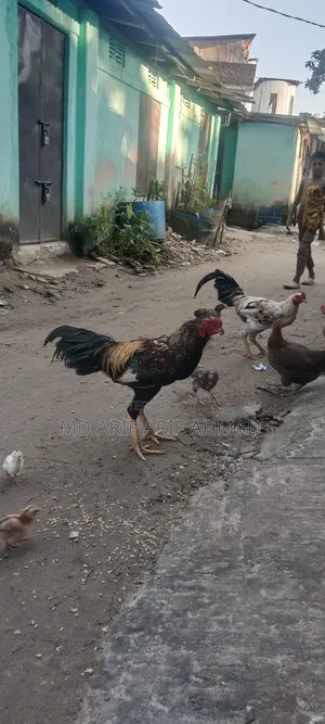 শরালি মুরগা