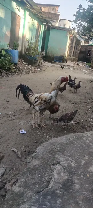 Whistling Duck