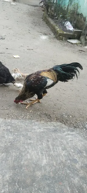 Whistling Duck