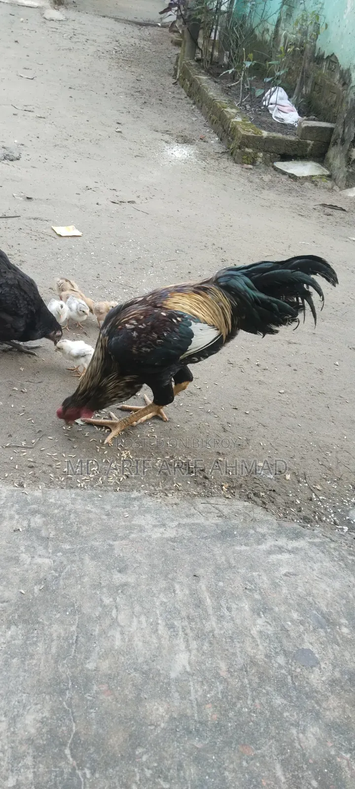 Whistling Duck