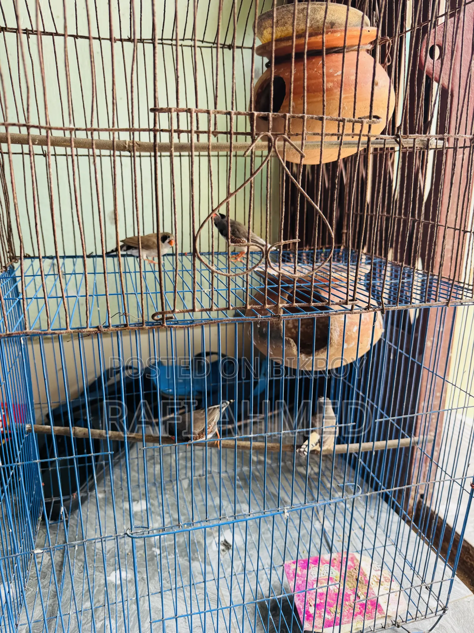 Finch Running Pair