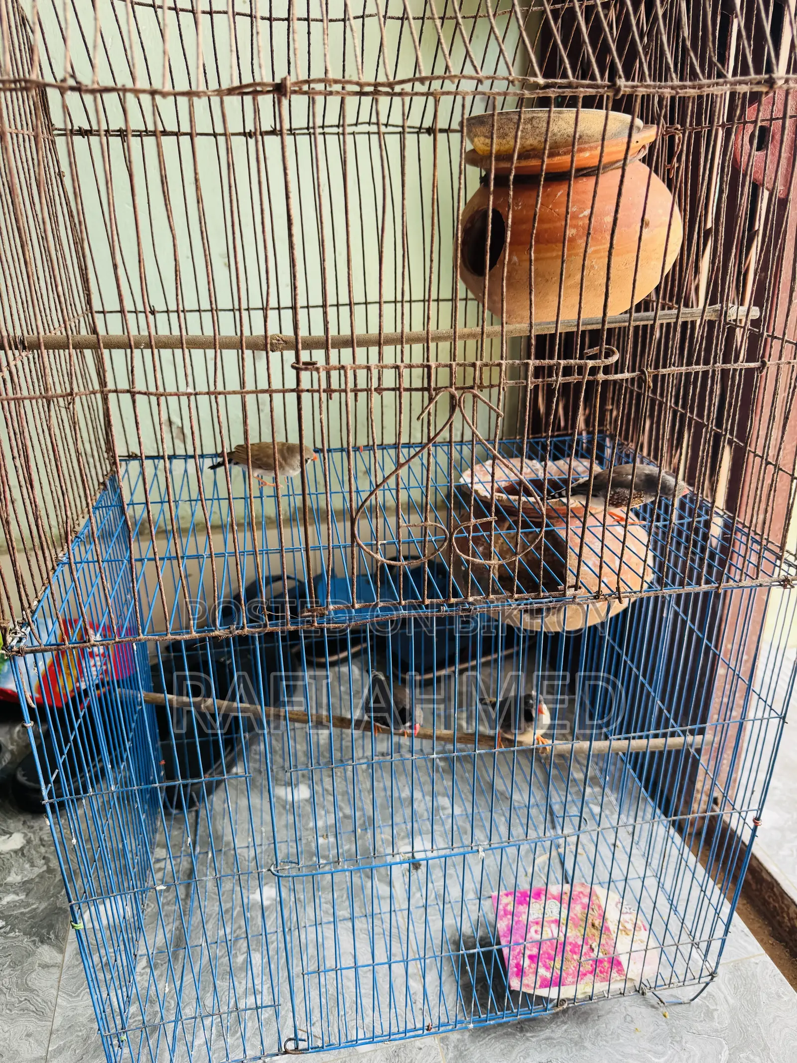 Finch Running Pair
