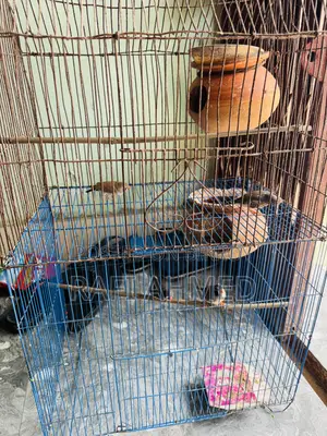 Finch Running Pair