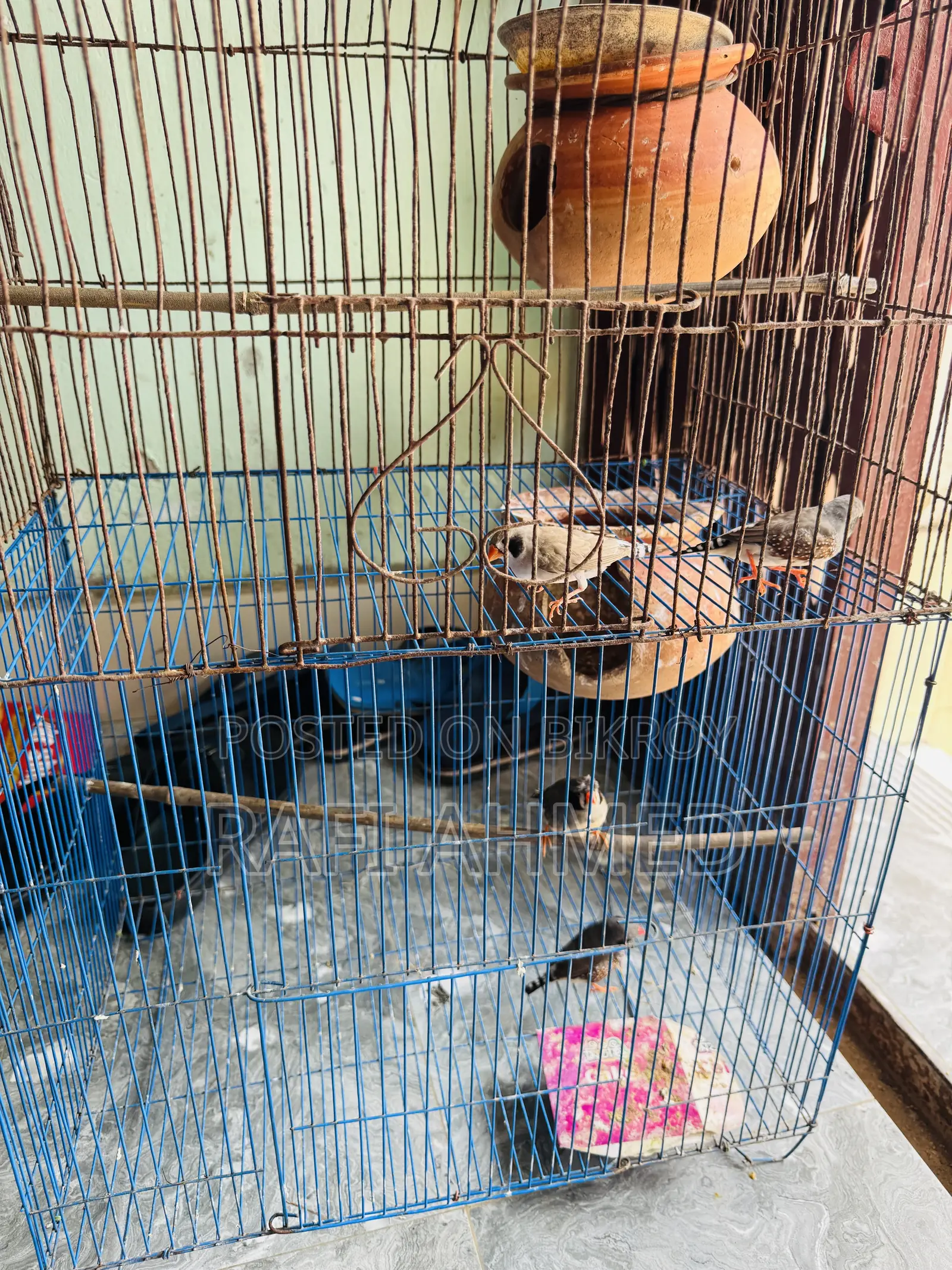 Finch Running Pair