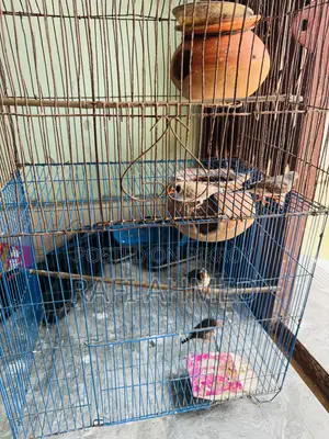 Finch Running Pair