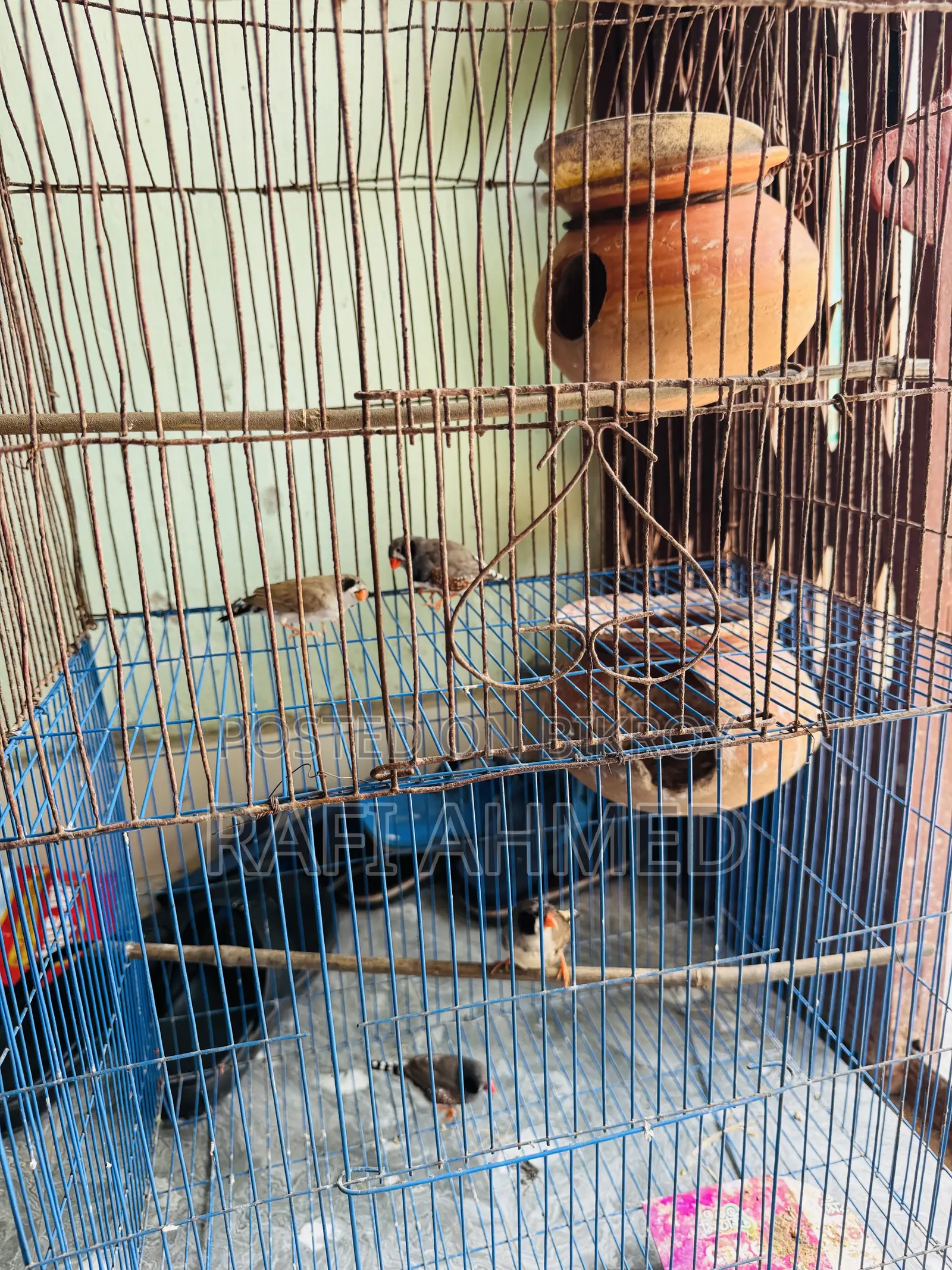 Finch Running Pair