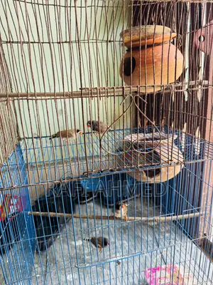 Finch Running Pair