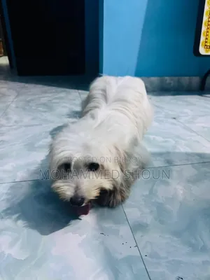 1+ Year Male Purebred Maltese