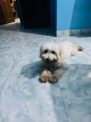 1+ Year Male Purebred Maltese