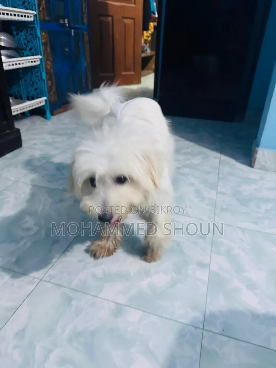 1+ Year Male Purebred Maltese
