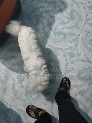 1+ Year Male Purebred Maltese