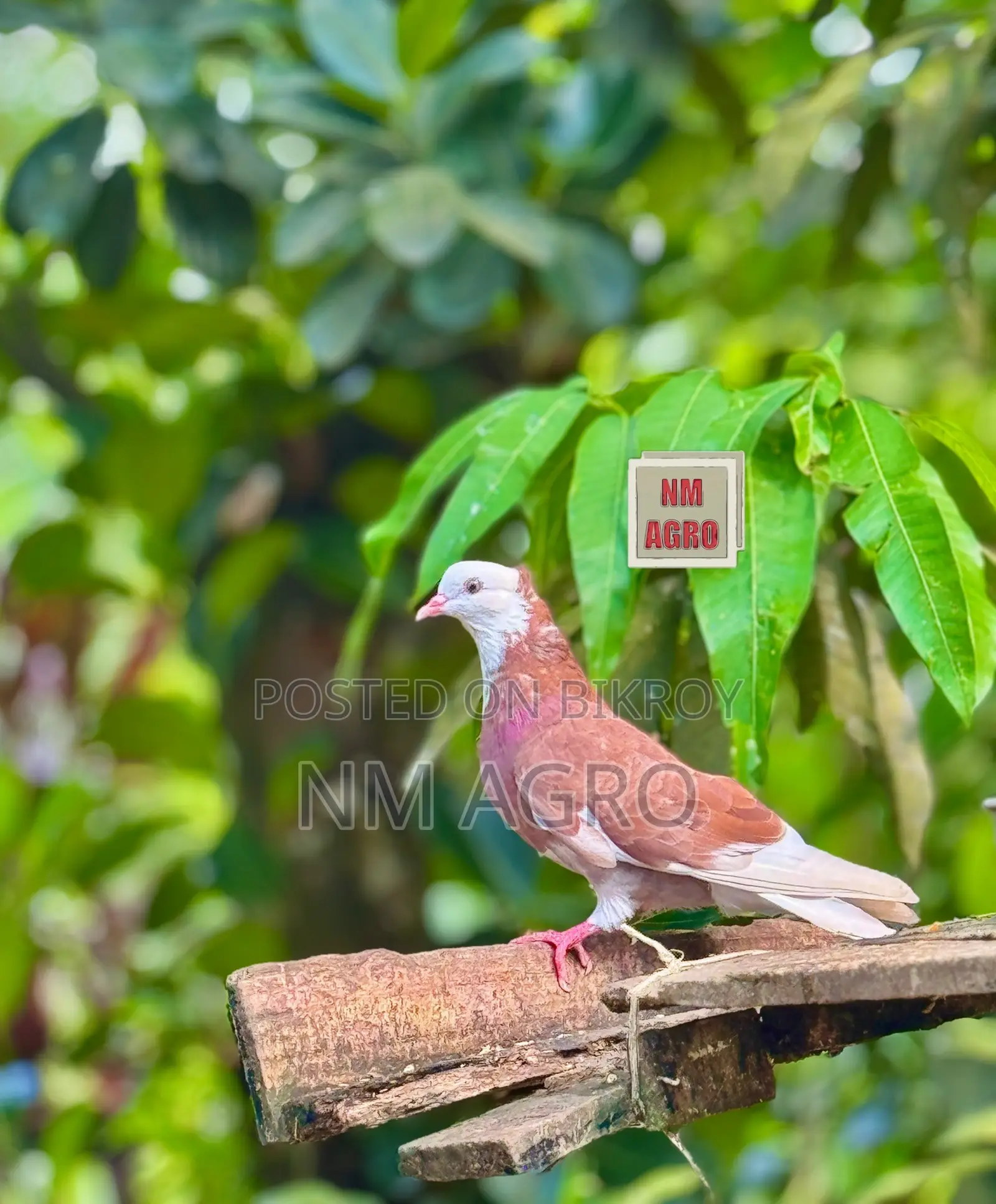 Rajgolla Pigeon