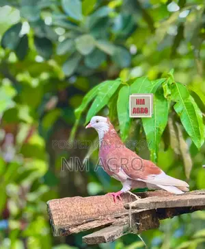 Rajgolla Pigeon