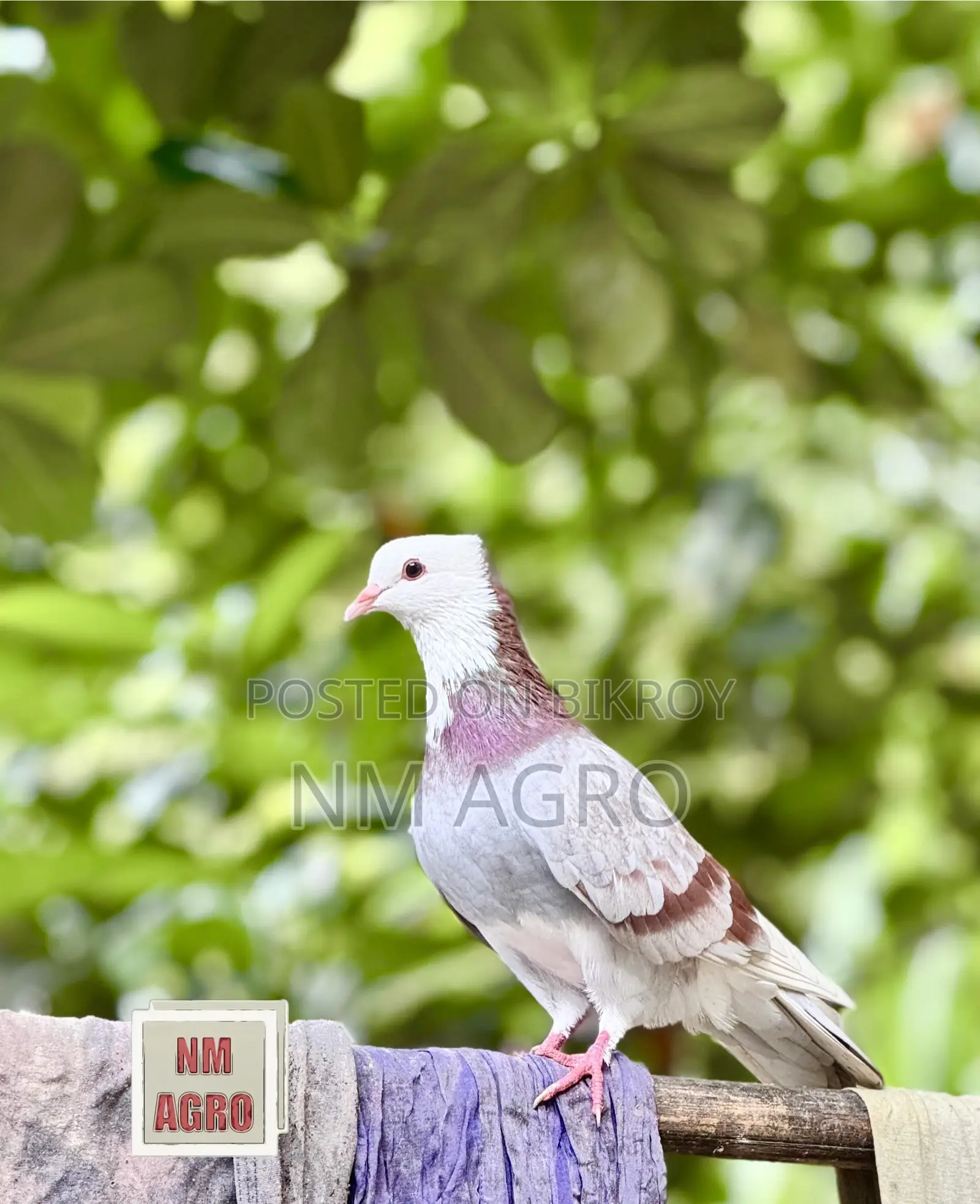 Rajgolla Pigeon