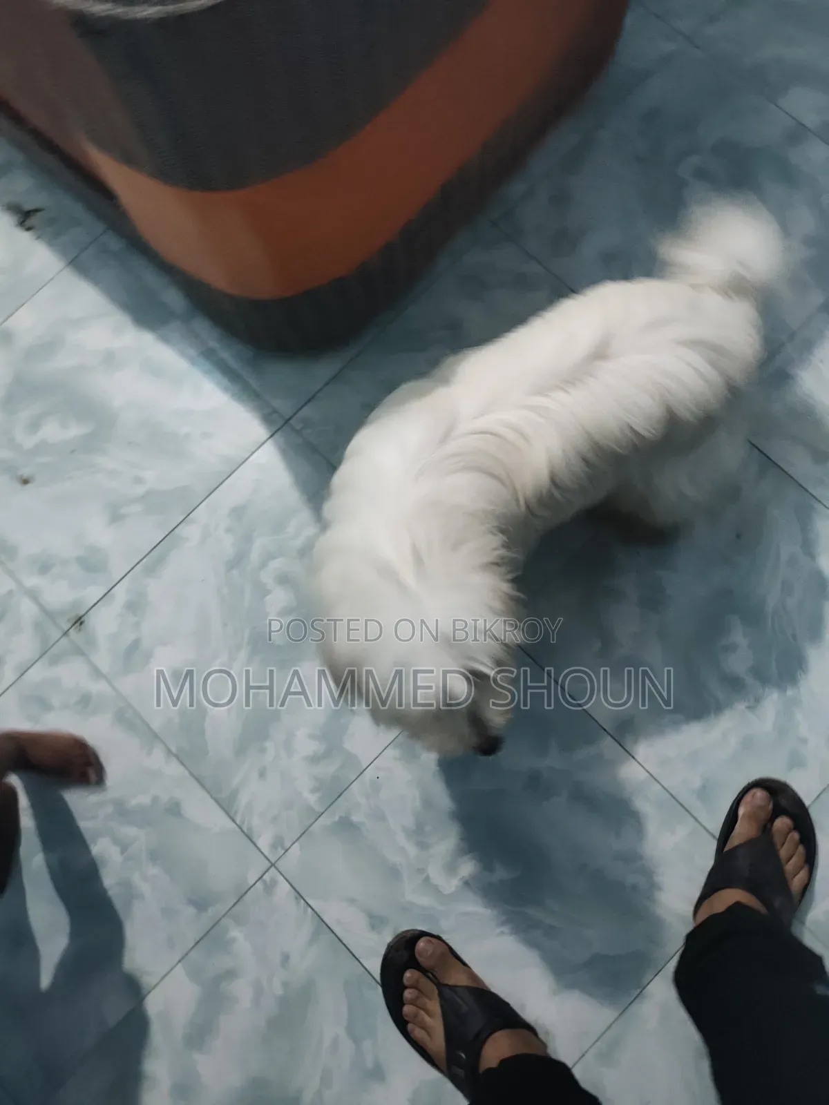1+ Year Male Purebred Maltese
