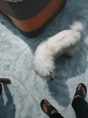 1+ Year Male Purebred Maltese