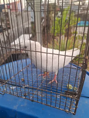 গ্রিবাজ মাদি কবুতর