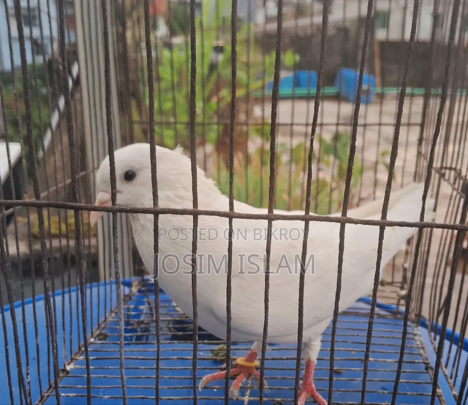গ্রিবাজ মাদি কবুতর