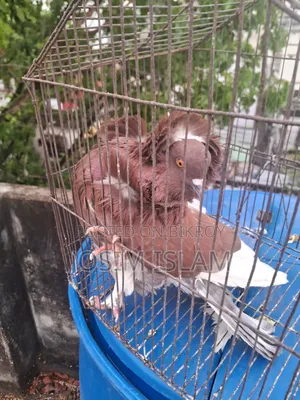 জ্যাকবিন নর কবুতর
