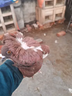 জ্যাকবিন নর কবুতর