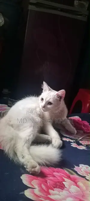 ৩-৬ মাসের পুরুষ খাঁটি পার্সিয়ান