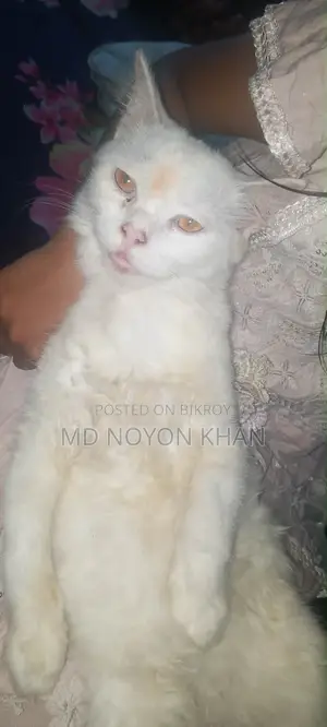 ৩-৬ মাসের পুরুষ খাঁটি পার্সিয়ান
