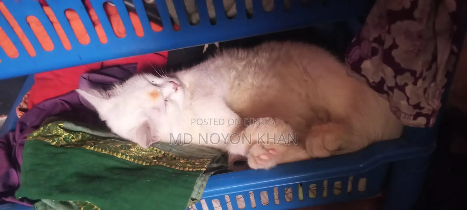৩-৬ মাসের পুরুষ খাঁটি পার্সিয়ান