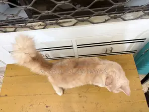 6-12 Months Male Purebred Persian
