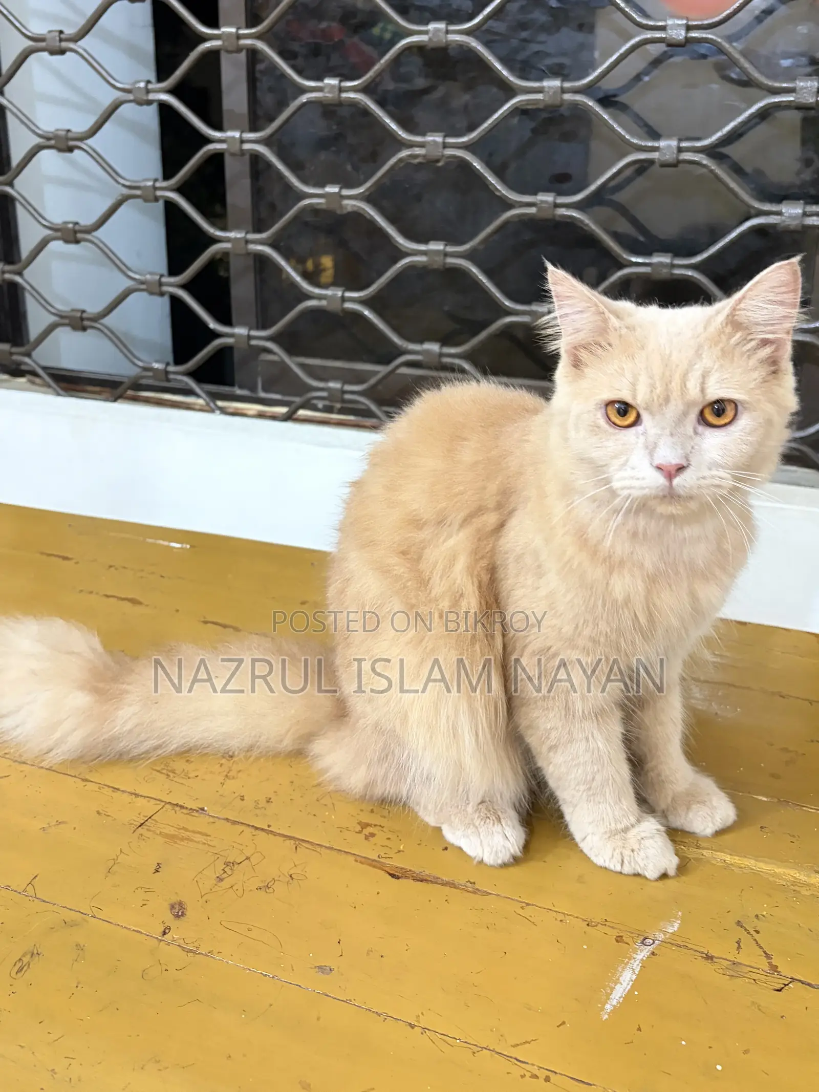 6-12 Months Male Purebred Persian