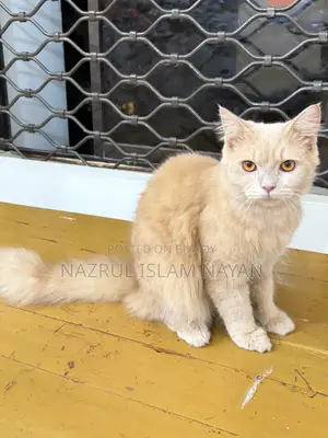 6-12 Months Male Purebred Persian