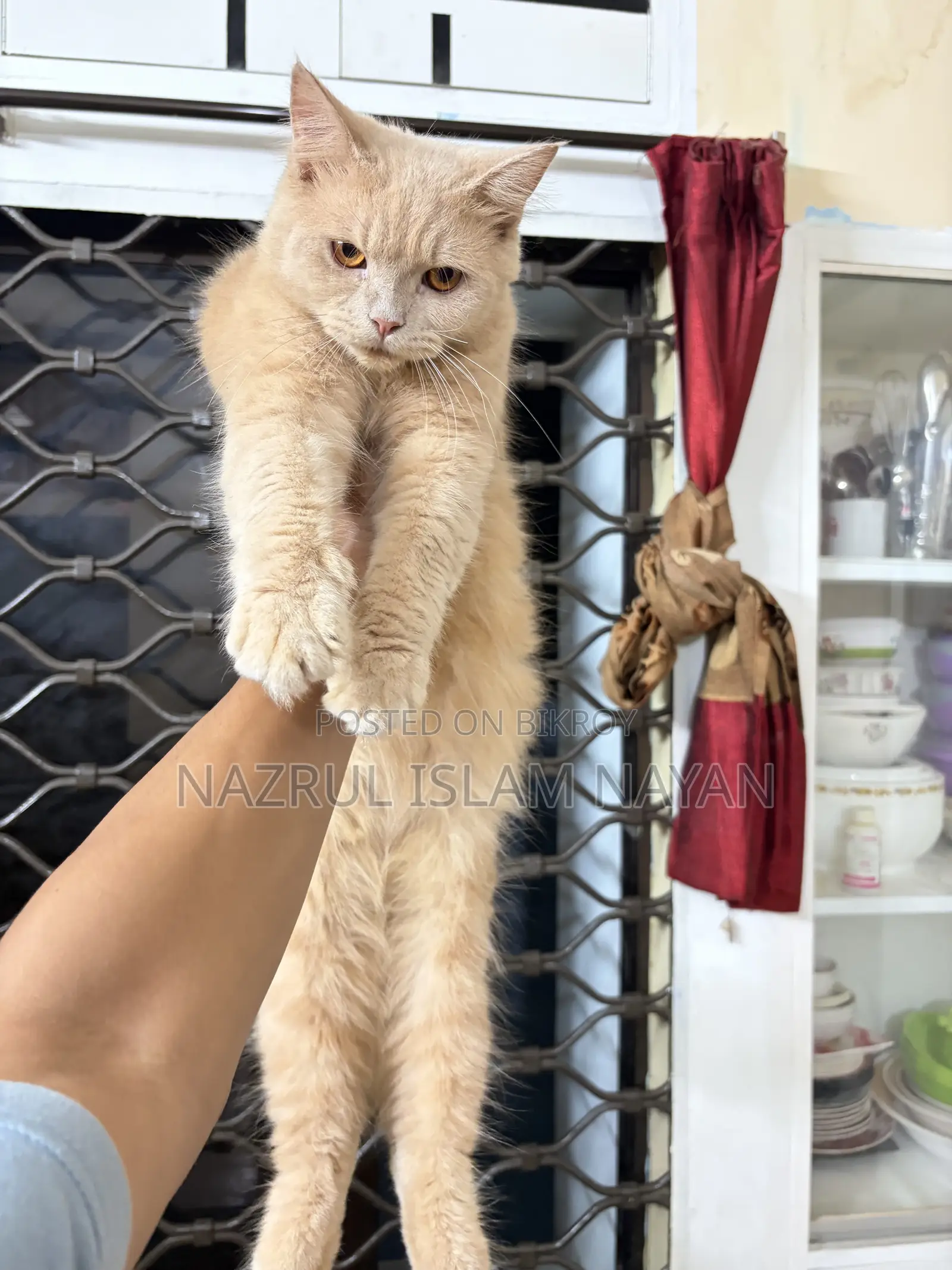 6-12 Months Male Purebred Persian