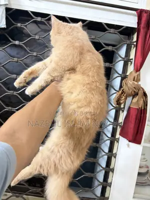 6-12 Months Male Purebred Persian