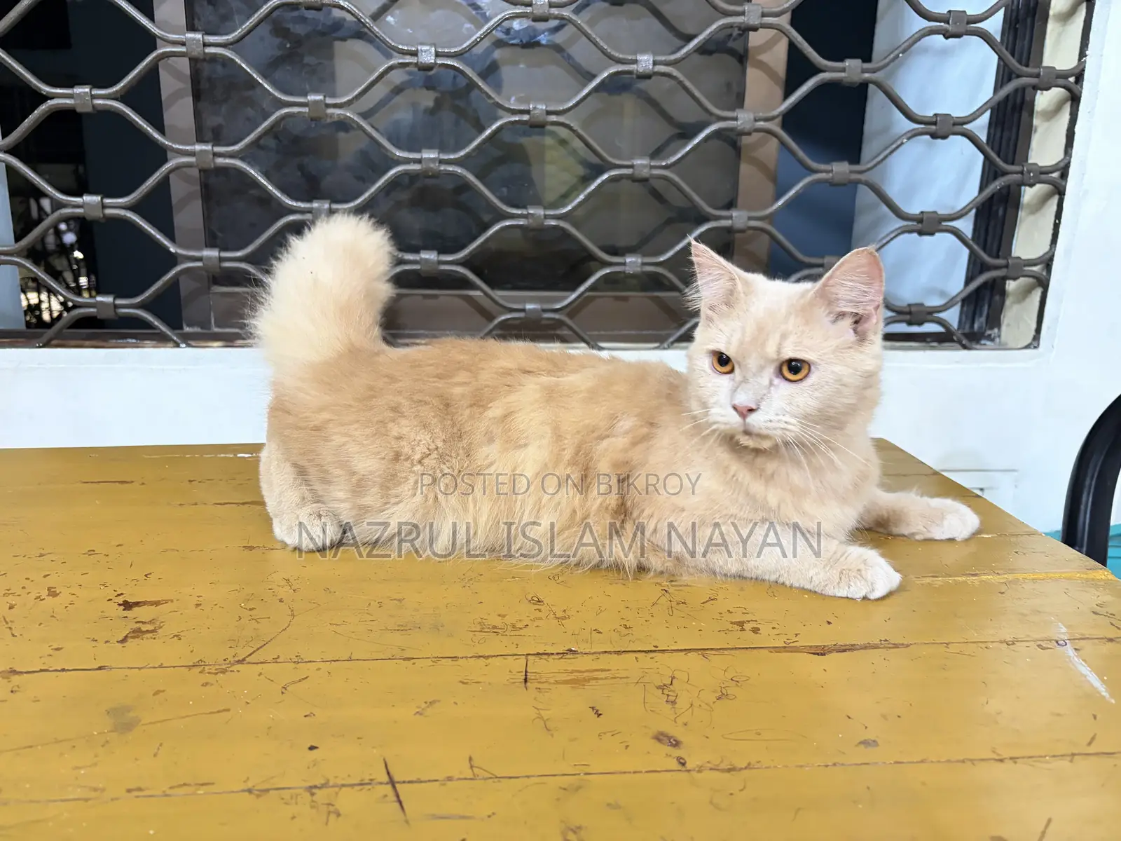 6-12 Months Male Purebred Persian