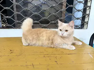 6-12 Months Male Purebred Persian