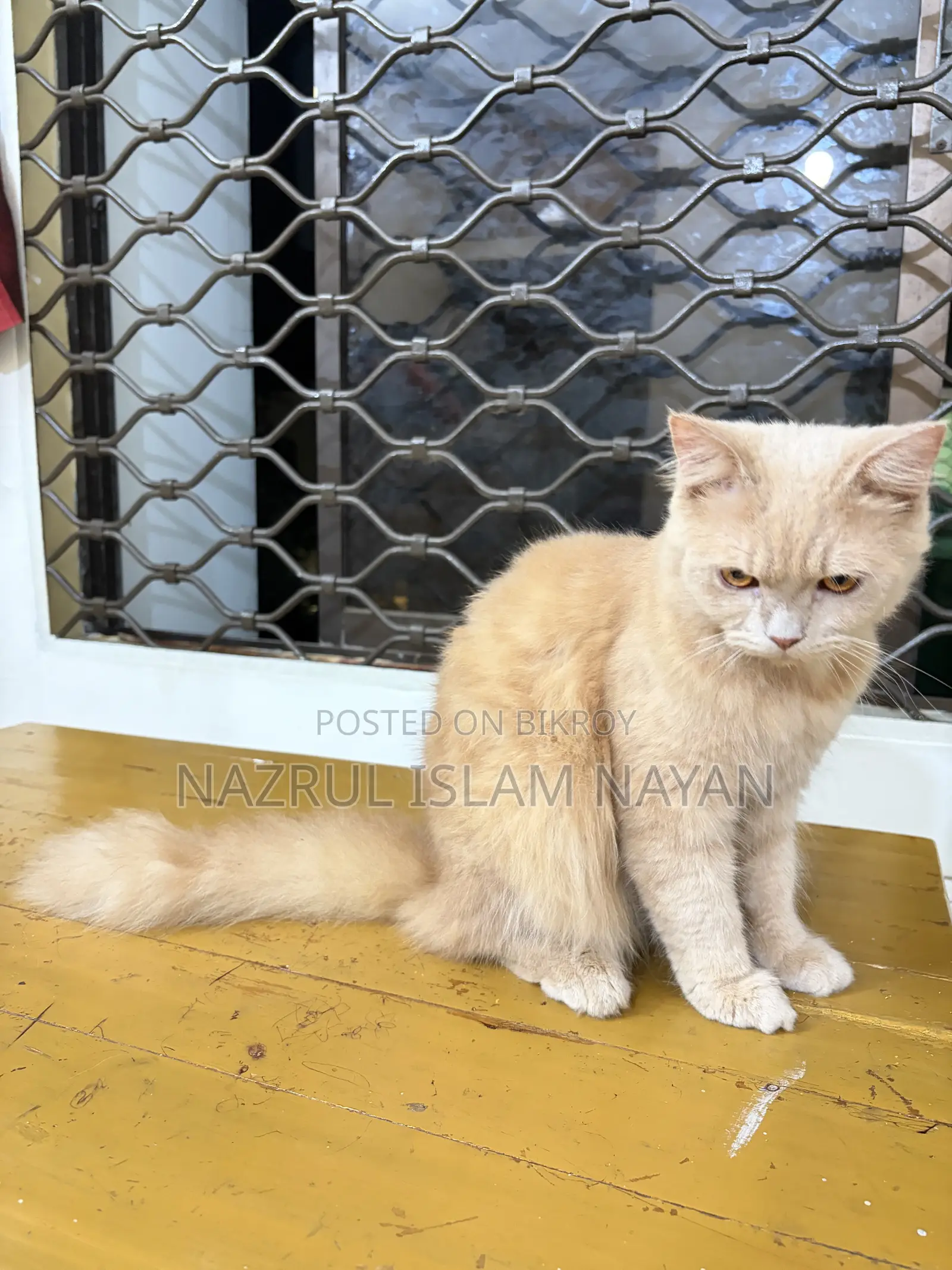 6-12 Months Male Purebred Persian