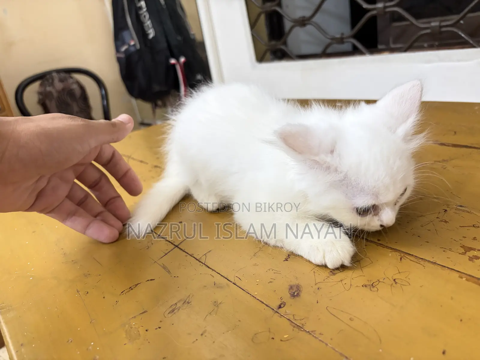 ১-৩ মাস বয়সী পুরুষ খাঁটি পার্সিয়ান বিড়াল