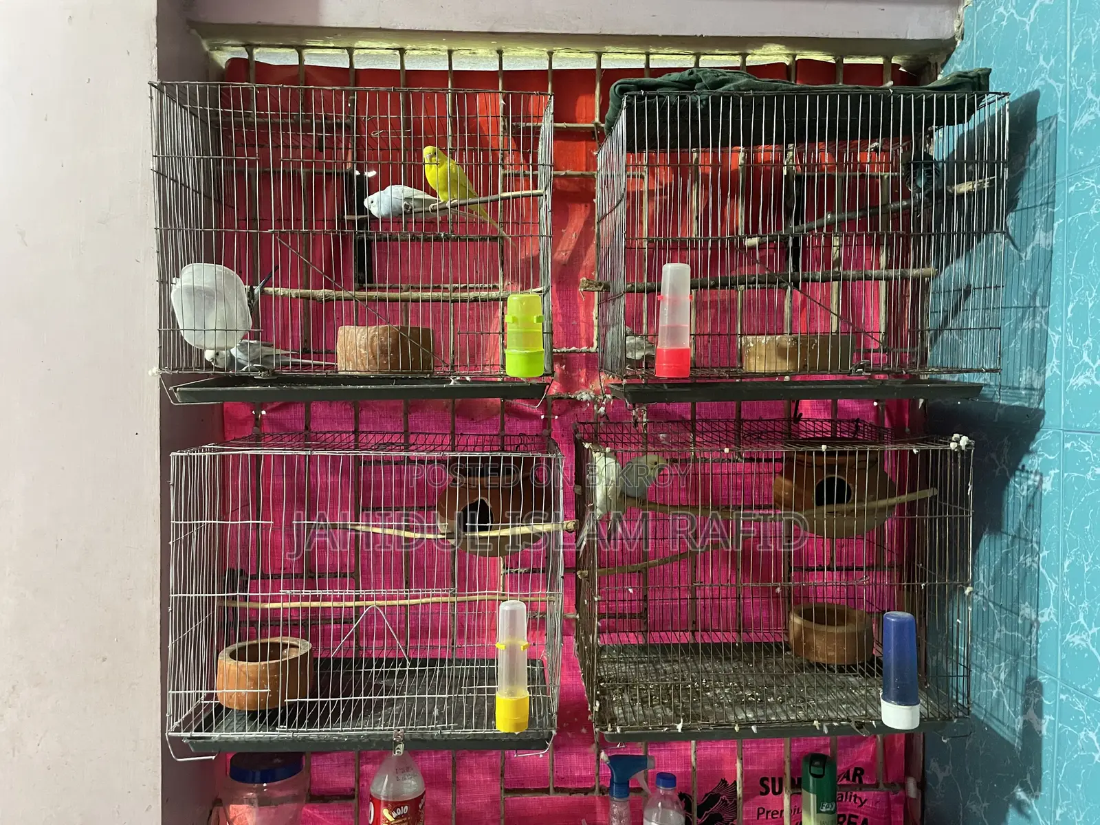 Budgerigar Birds