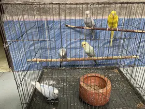 Budgerigar Birds