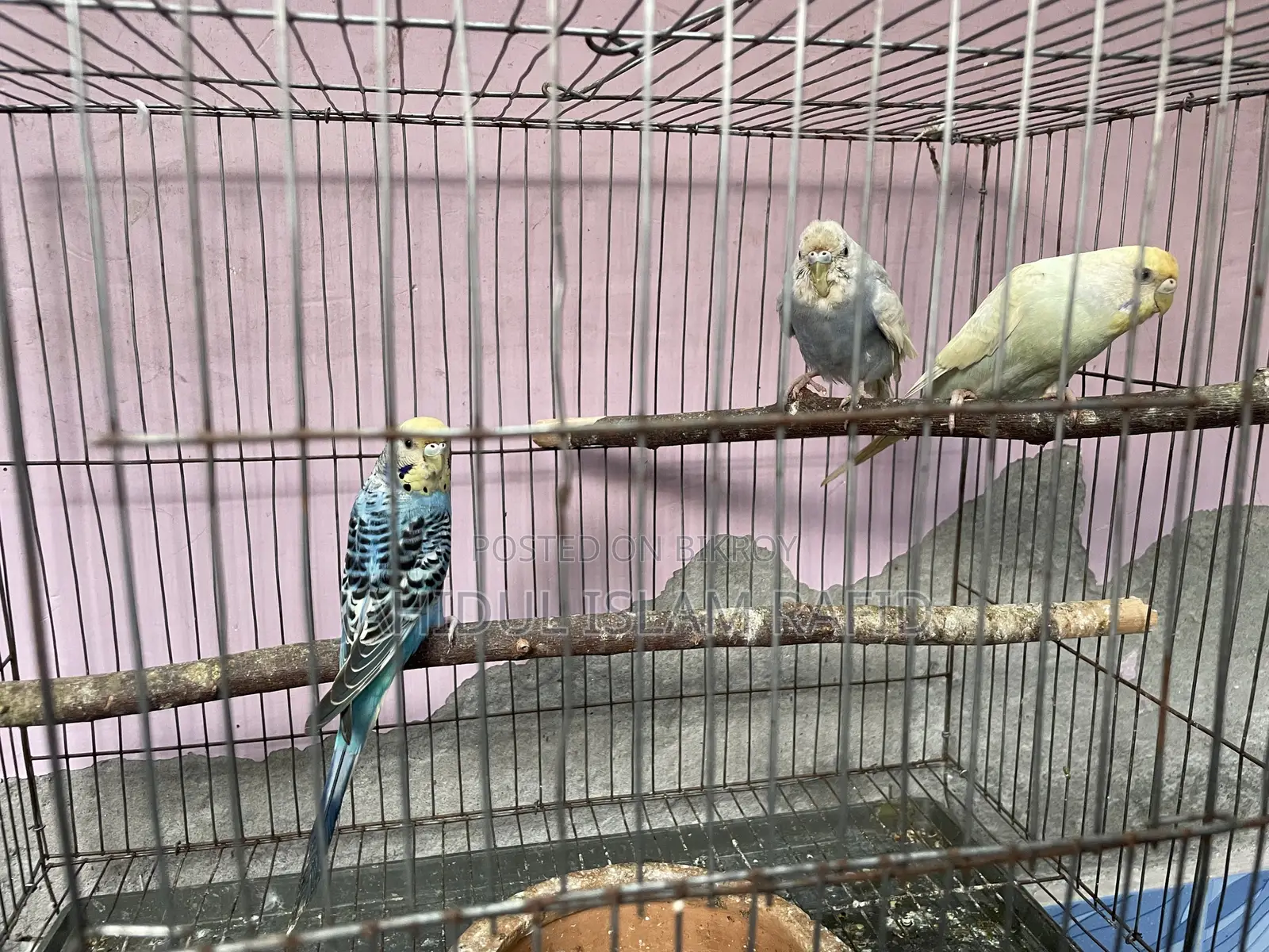 Budgerigar Birds