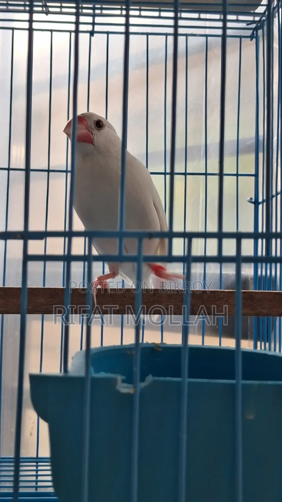 🐦 White Java Finch Male for Sale