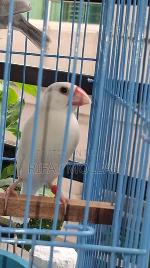 🐦 White Java Finch Male for Sale