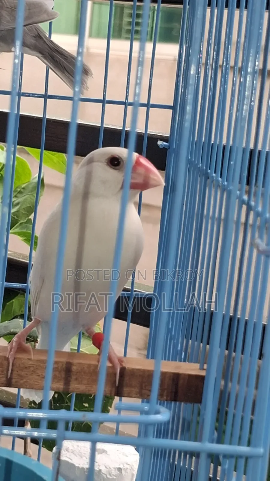 🐦 White Java Finch Male for Sale