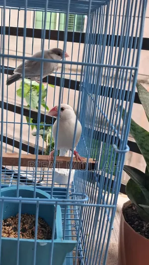 🐦 White Java Finch Male for Sale