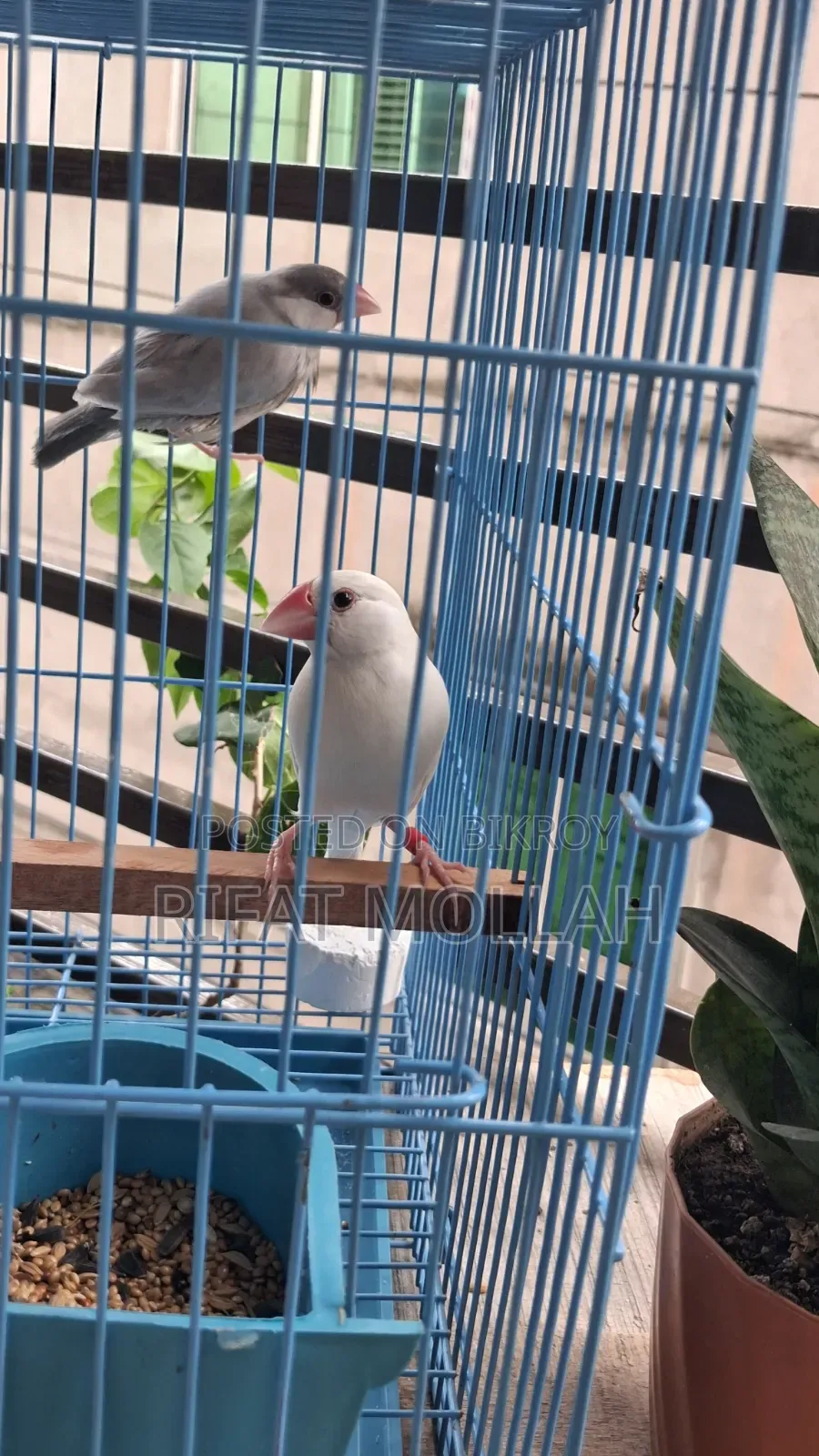 🐦 White Java Finch Male for Sale
