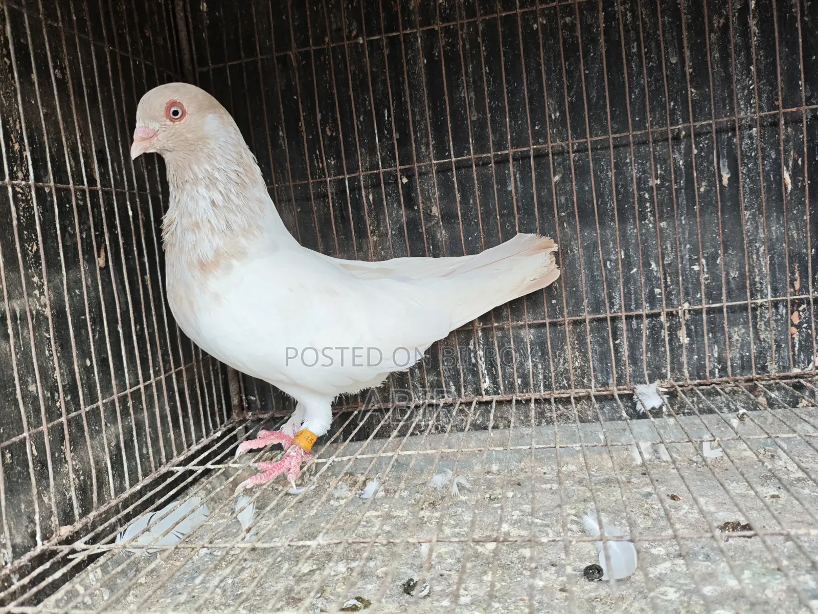 সিঙ্গেল নর
