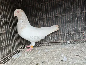 সিঙ্গেল নর