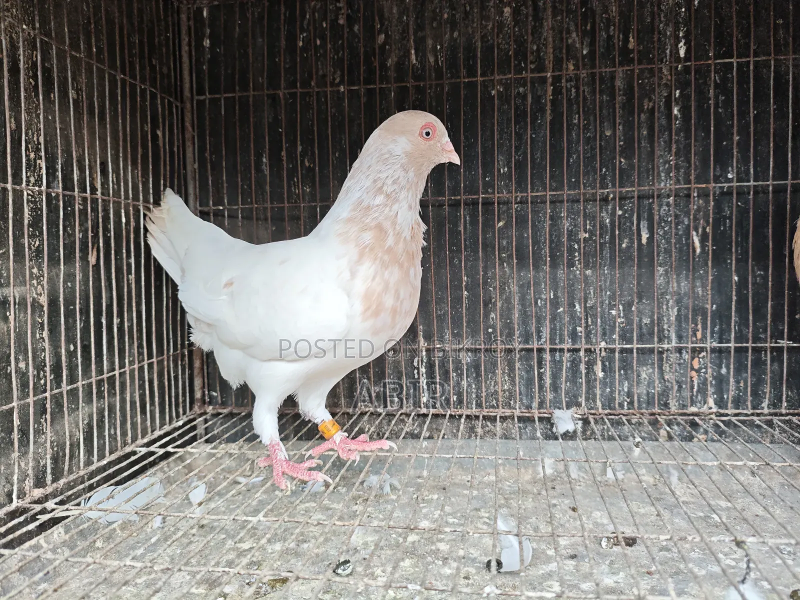 সিঙ্গেল নর