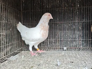 সিঙ্গেল নর
