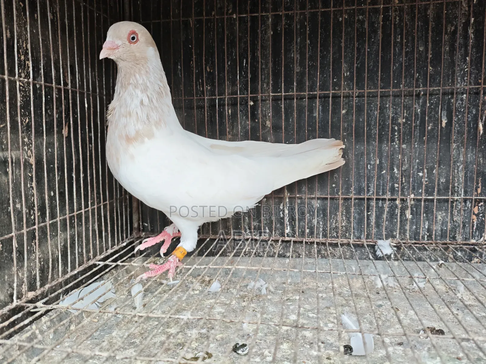 সিঙ্গেল নর