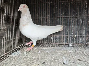 সিঙ্গেল নর